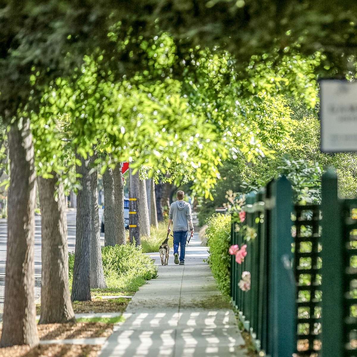 Old Palo Alto, Palo Alto CA Neighborhood Guide Trulia