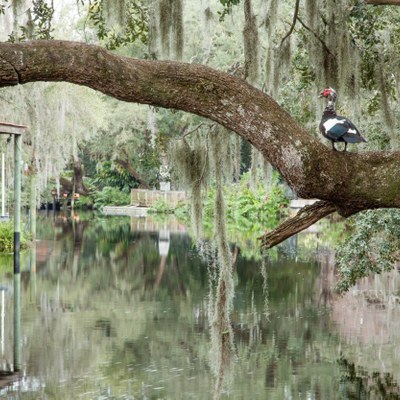 Old Seminole Heights Tampa Fl Neighborhood Guide Trulia